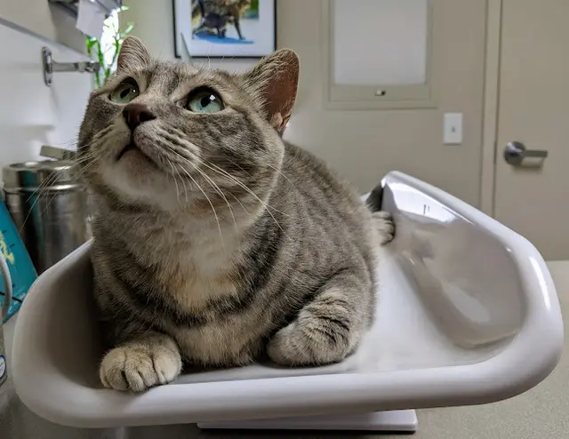 Pet vet The Cat Hospital Sunnyvale