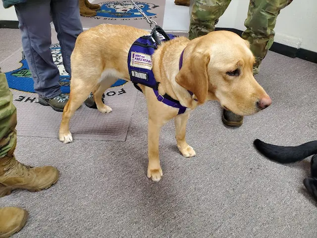 Dog trainer Paws for Purple Hearts Alaska Anchorage