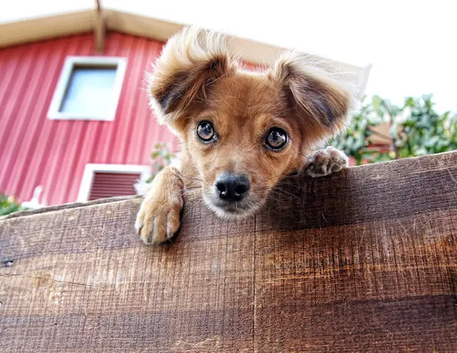 Dog breeder Friends of Upland Animal Shelter Rancho Cucamonga