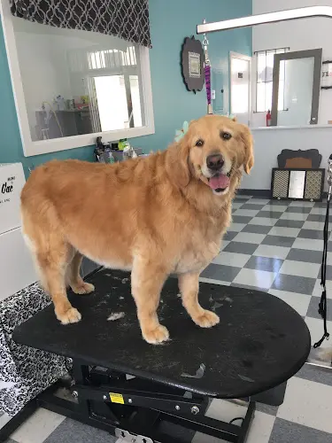 Dog Grooming Paws & Bows Pet Grooming San Diego