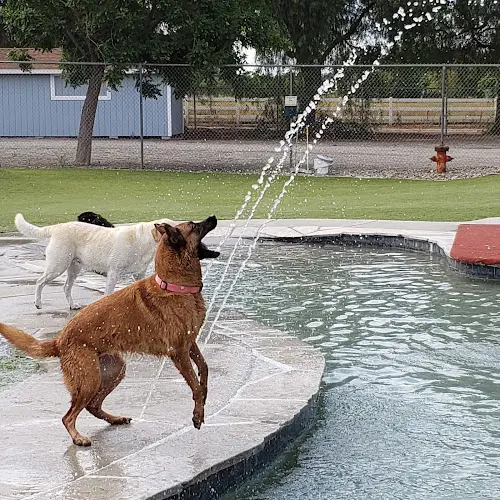 Dog day care center Country Kennels Temecula