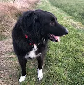 Rescue & Shelter Welfare For Animals Guild Halfway Home Ranch Federal Way