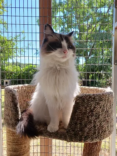 Dog day care center Pat's Boarding Place for Cats Sacramento