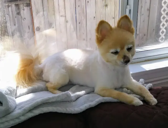 Pet boarding service Angel Paws Pet Salon Redding