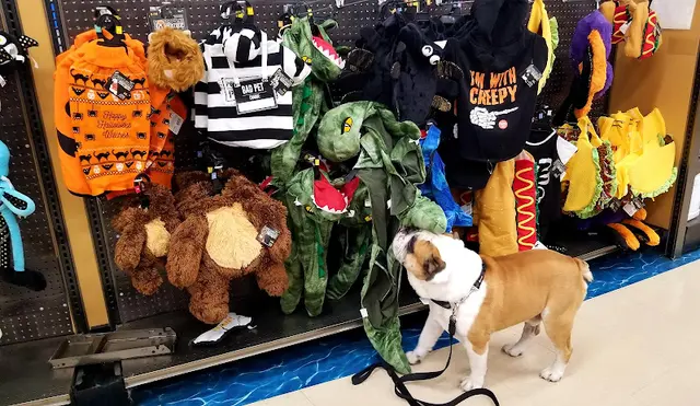 Pet vet Petco Indio