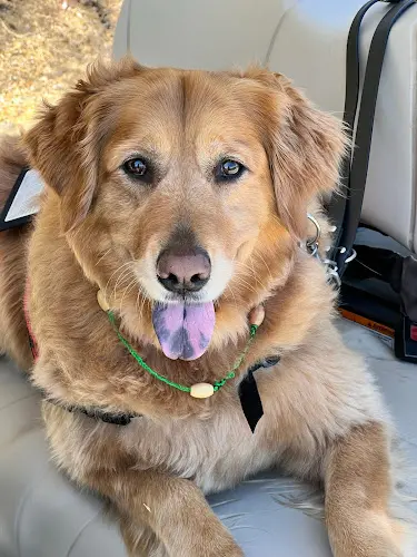 Pet vet Rimforest Animal Hospital San Bernardino