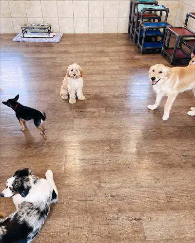 Dog trainer Cha Cha's Doggie Daycare Sacramento