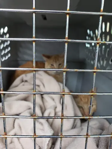 Rescue & Shelter Paws Animal Shelter Salem
