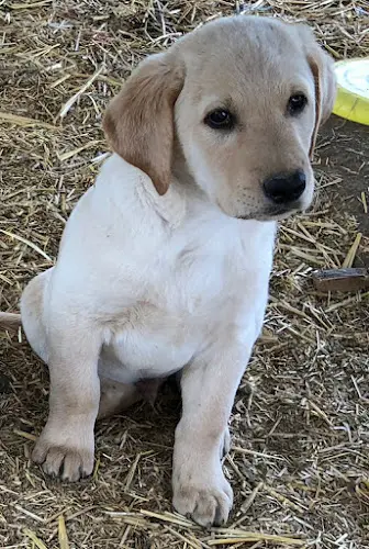 Dog breeder Lab Dogs R Us LLC Yakima