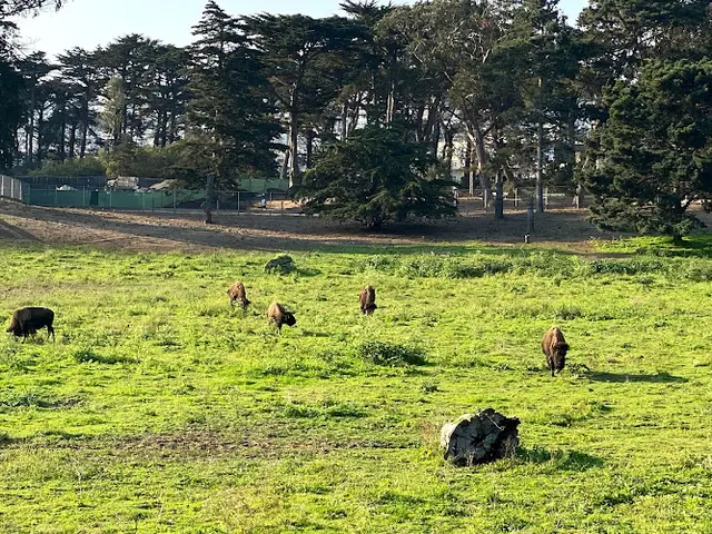 Dog Park Bison Paddock San Francisco