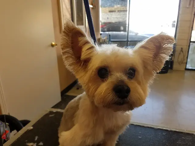 Dog Grooming Denise's Pet Grooming & Supplies Inc. Simi Valley