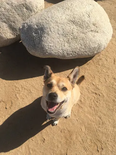 Dog Park Jackson Street Dog Park Downey