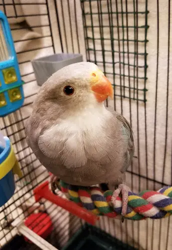 Pet vet Avian Health Services Sacramento