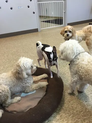 Dog day care center CK9 Pet Salon & Daycare Eugene