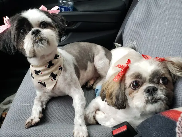 Dog Grooming PETZ Perfection Grooming Compton