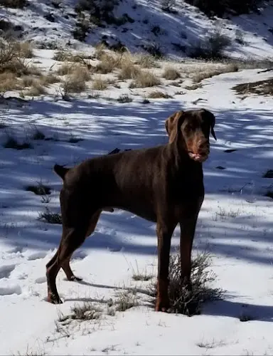 Dog trainer Lucky Dawg Puppy & Dog Training Bend