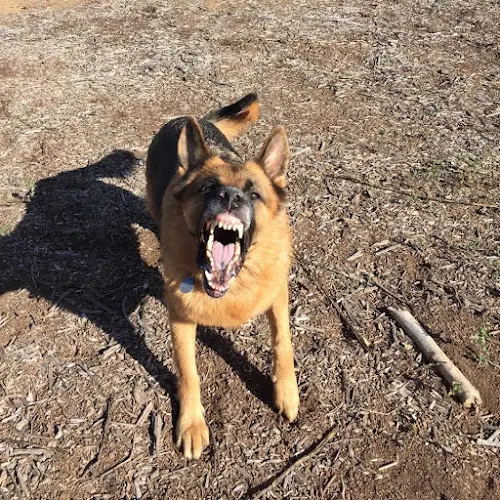 Dog breeder Lundborg-Land German Shepherds Victorville
