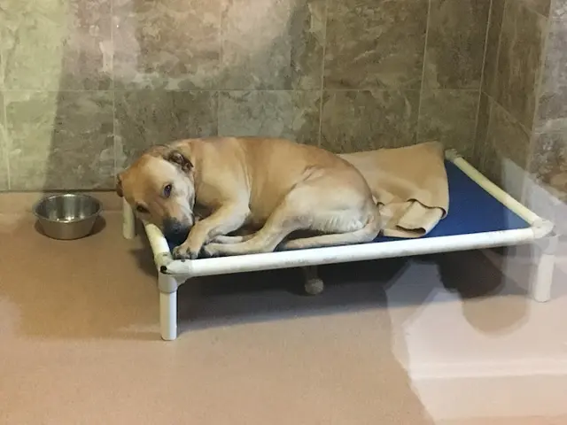 Pet vet Humane Society of Sonoma County - Santa Rosa Santa Rosa